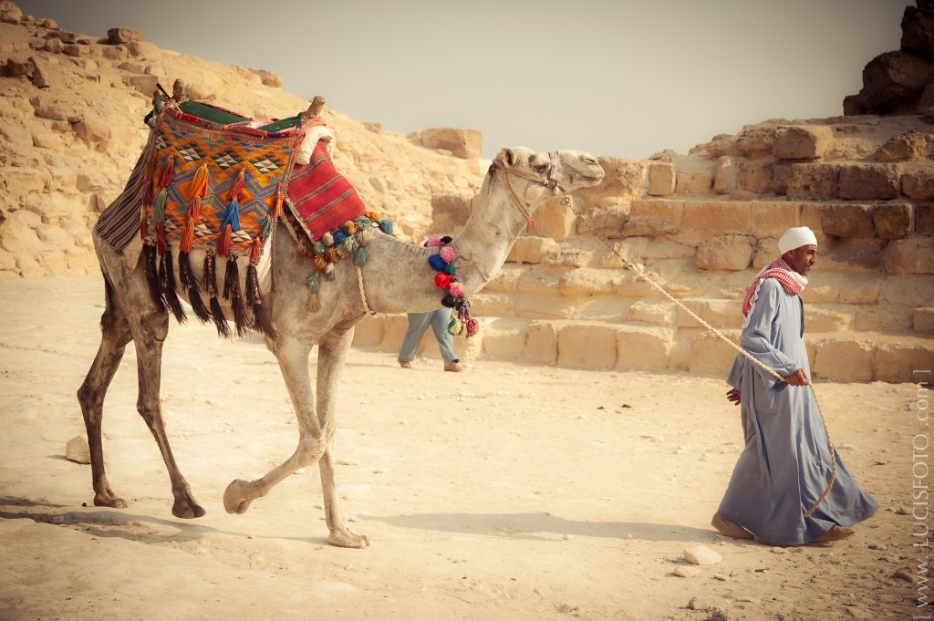 Protegido: Investigación de mercados&nbsp;II